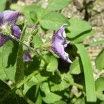 Solanum stoloniferum Habitus