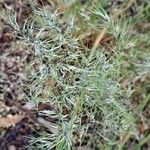 Poa bulbosa Flower