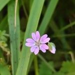 Geranium pusillumFlower