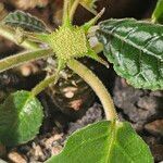 Dorstenia foetida Blüte