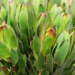 Leucadendron laureolum Habitus