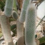 Cleistocactus hyalacanthus Liść