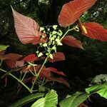 Begonia convallariodora Hoja
