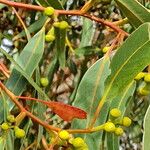 Eucalyptus gomphocephala Frucht