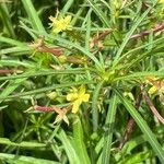 Ludwigia longifolia Flower