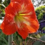 Hippeastrum puniceum Floare