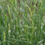 Phalaris aquatica Fula