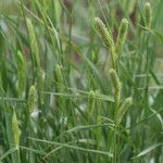 Phalaris aquatica Flower