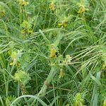 Vicia melanops Habit