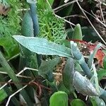 Galanthus elwesii Leaf