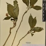 Rauvolfia serpentina その他の提案