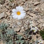 Leucanthemopsis alpina花