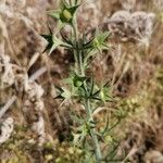 Teucrium pseudochamaepitys Fruchs