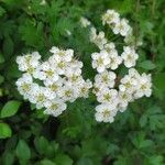 Hedlundia thuringiaca Flower