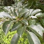 Ilex rotunda Leaf