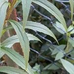 Solidago canadensis List