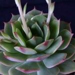 Echeveria derenbergii Foglia