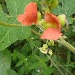 Phaseolus coccineus Fruit