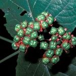 Clerodendrum buchananii Fruto