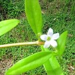 Oldenlandia corymbosa फूल