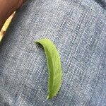 Lobelia spicata Blatt