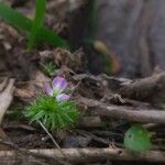 Mayaca fluviatilis Fleur