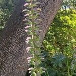 Acanthus spinosusBloem