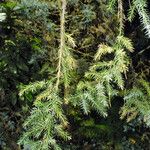 Juniperus squamata Fuelha