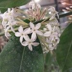 Acokanthera oppositifolia Blomma