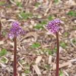 Darmera peltata Habitus