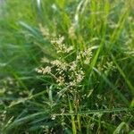 Agrostis gigantea 花