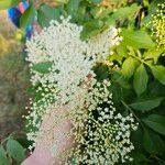 Sambucus nigraFlor