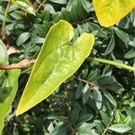Aristolochia altissima Φύλλο