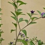 Lycianthes rantonnetii 整株植物