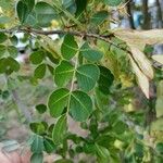 Haematoxylum campechianum Blad