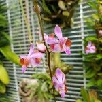 Phalaenopsis pulcherrima Квітка