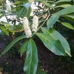 Prunus laurocerasus Flor