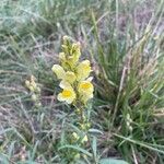 Linaria vulgaris Flower