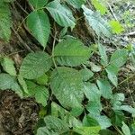 Toxicodendron radicans Ліст