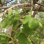 Markhamia zanzibarica Leaf