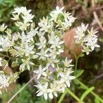 Sedum album Кветка