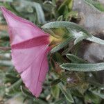 Convolvulus oleifolius Other