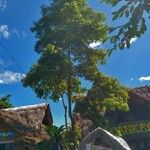Elaeocarpus mastersii Hábito