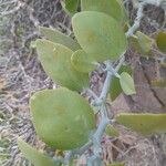 Capparis cartilaginea Leaf