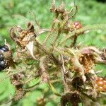 Rubus ignoratus Plod