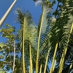 Cycas rumphii Leaf