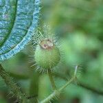 Miconia crenata ഫലം