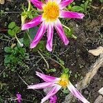 Dahlia tenuicaulis Blomst