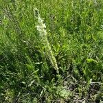 Salvia austriaca Habit