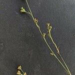 Bupleurum tenuissimum फल